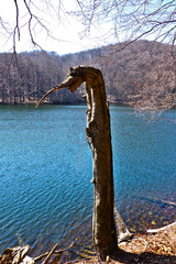 A dried up tree in the form of a lake monster