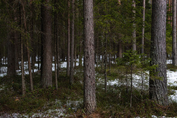 Taiga forest on a sunny spring day.