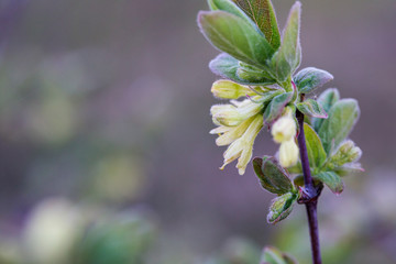 Honeysuckle bloom