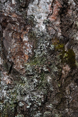 Macrophotography. Moss and lichen.