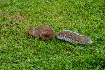 Small brown squirrel
