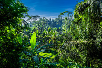 Tourist destination of Bali. Evergreen dense jungle at dawn. Natural exotic eco background