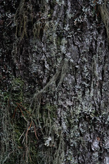 Macrophotography. Moss and lichen.