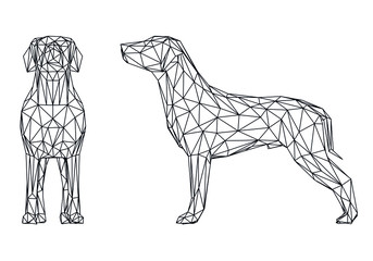 Labrador retriever dog polygonal lines illustration. Abstract vector dog on the white background