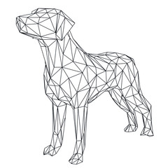Labrador retriever dog polygonal lines illustration. Abstract vector dog on the white background