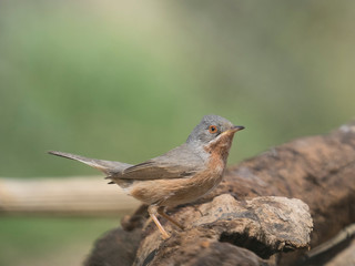 Sylvia cantillans, curruca carrasqueña en libertad,  vida salvaje.
