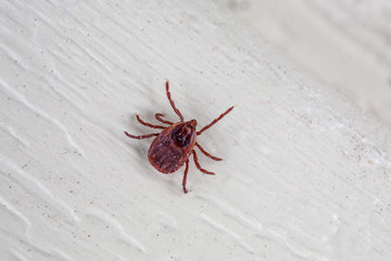A dangerous parasite and infection carrier mite