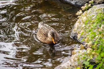 Duck swimming in the park