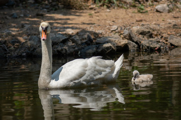 Swan and cygnet