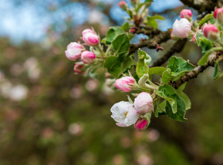 Kirschblüten Knospen an einem Kirschbaum