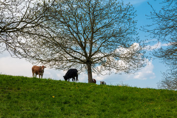 Kühe grasen auf einer Weide neben einem Baum mit Wolken im Hintergrund