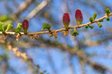 Larch