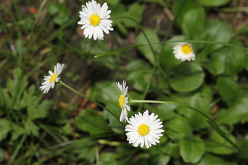 daisies