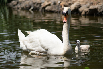 Swan and cygnet