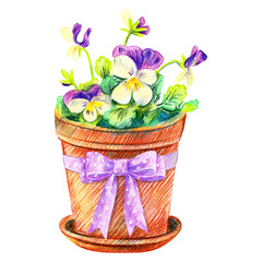 Violets in a pot with a purple polka dot bow. Gardening.