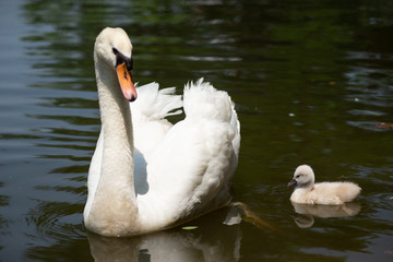 Fototapeta premium Swan and cygnet