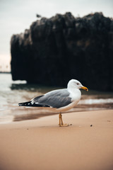 Fototapeta na wymiar Seagull on the beach near Lisbon, Portugal