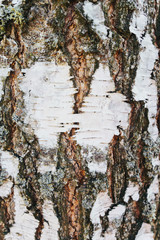 Beautiful wood texture. The natural texture. Organic texture. Natural background
