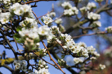Birnbaumblüte