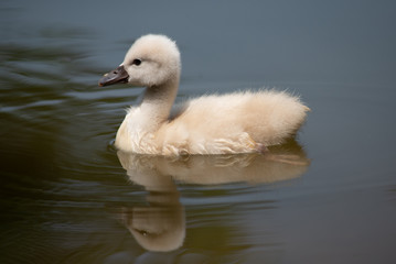 cygnet