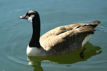Wildgans am Wasser und im Flug