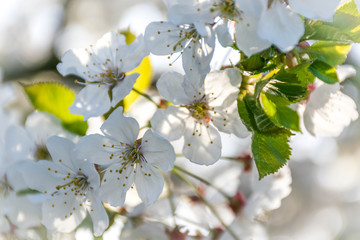White cherry flower blossom in the morning
