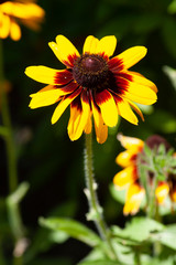 Gaillardia Amber Wheels flower is a large flower with deep-yellow petals that surround a red center.