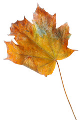 Autumn maple branch with leaves  isolated on  background