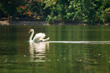 Obraz premium Swan