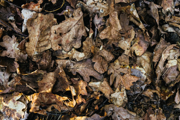 Beautiful wood texture. The natural texture. Organic texture. Natural background
