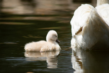Swan and cygnet