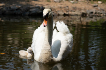Swan and cygnet