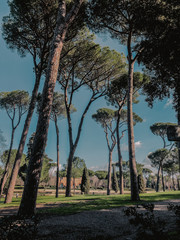 Villa Borghese Trees