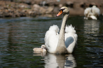 Swan and cygnet