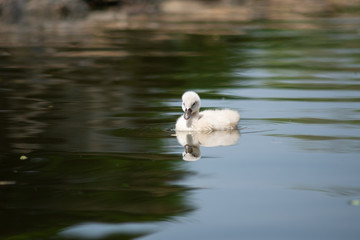 Fototapeta premium cygnet