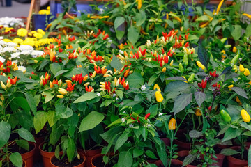 Large distribution of planting of seedlings pepper for sale to shops.
