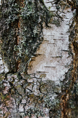 Obraz premium Beautiful wood texture. The natural texture. Organic texture. Natural background 