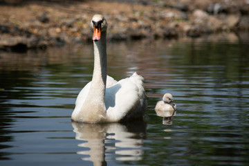 Fototapeta premium Swan and cygnet