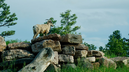 big horn sheep