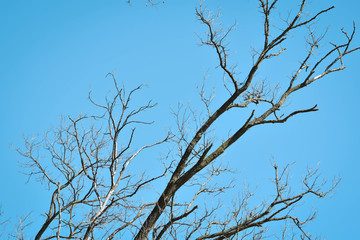 Obraz premium tree branches against blue sky
