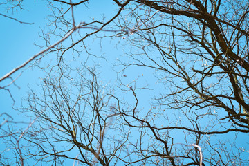 tree branches against blue sky