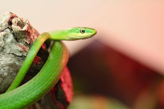 serpente verde sul ramo di un albero
