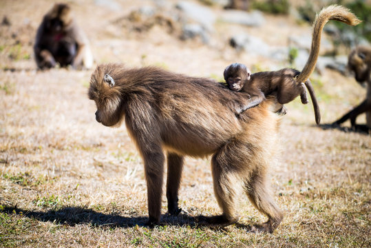 Gelada baboons in the Simien Mountains National Park, Ethiopia
