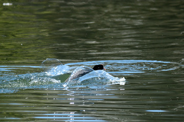 Ente im Flug