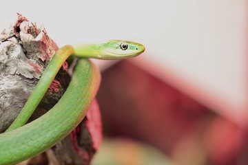 serpente verde sul ramo di un albero