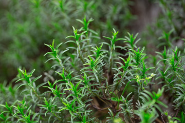 Bunch of thyme. Naturally grown thyme. Healthy organic food.