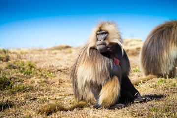 Gelada baboons in the Simien Mountains National Park, Ethiopia