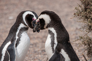 Viviendo entre los pingüinos
