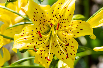 yellow lily flower