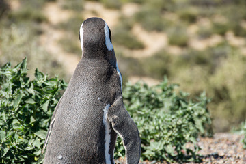 Naklejka premium Viviendo entre los pingüinos